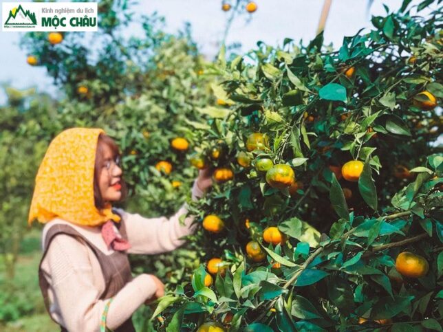 Vườn cam canh ở Mộc Châu - St : Duyên Cao