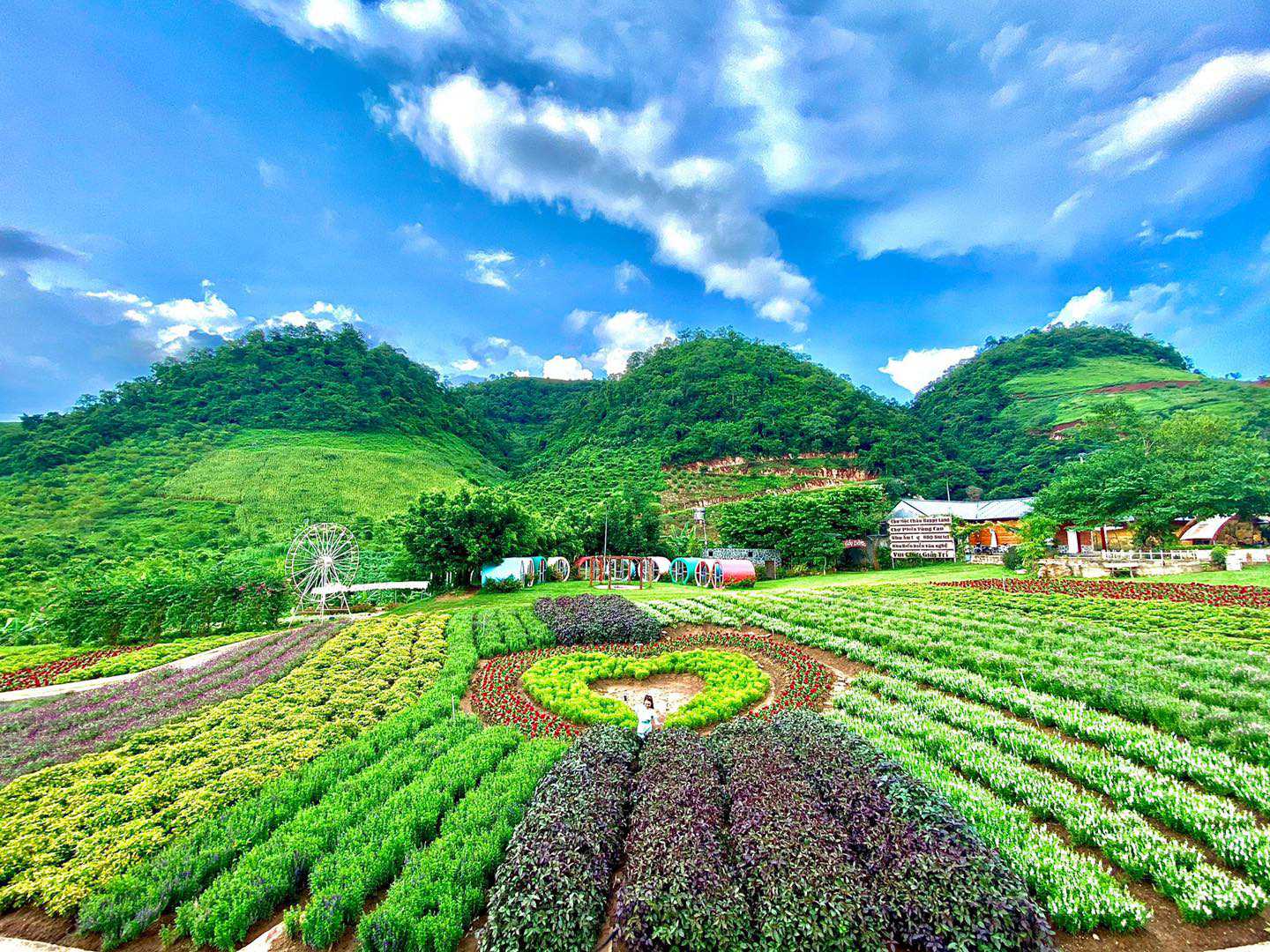 Review happyland Mộc Châu tất tần tật | Vườn hoa đẹp nhất Mộc Châu